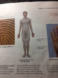 Wrinkles Flexure Lines Cleavage Lines Friction Ridges