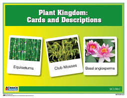 Plant Kingdom Chart W Cards