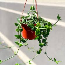 Image result for Ceropegia achtenii