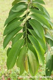 Image result for Maranthes