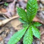 Image result for Petersianthus macrocarpus