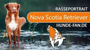Curious, playful, and intelligent—the nova scotia duck tolling retriever is an eager and affectionate gundog and companion animal. Nova Scotia Duck Tolling Retriever Breed Temperament Training Youtube