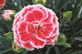 Image result for Dianthus angolensis