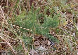 Place asparagus in a bowl, sprinkle a pinch of salt on top and add oil and vinegar. The Loneliest Plant In Britain Botanists Mate Wild Asparagus To Partner Found 175 Miles Away In Bid To Save It From Extinction Daily Mail Online
