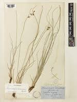 Image result for Fimbristylis madagascariensis