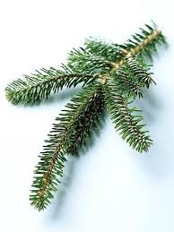In this growers guide to christmas tree species, dr. 9 Favorite Christmas Trees Popular Tree Tree Fur Tree