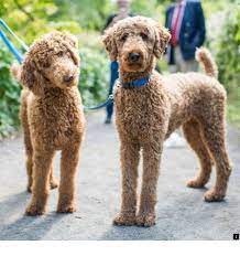 If you have a curly goldendoodle, this cut will look perfect for them. Lowblacklldjrg