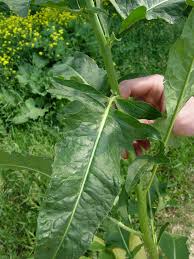 Image result for Berlinia orientalis