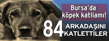 Bursa Da 84 Kopek Katledildi Bursa Nin Yenisehir Ilcesine Bagli Camonu Koyu Yakinlarinda Koyluler 84 U Olmus 13 U Ise Baygin Halde 97 Kopek Buldu Kopek Bursa