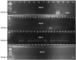 Image result for Bothriocline ugandensis