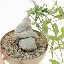 Image result for Fockea angustifolia