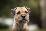 Border Terrier Dogs and Puppies for sale in the UK ...