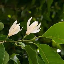 Image result for Magnolia champaca