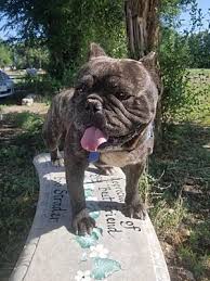 Rescue centres in tier 4 can be open for the rescue to rehome as long as it is done remotely through the animal being dropped off outside the person's house. Colorado Springs Co French Bulldog Meet Dillion A Pet For Adoption
