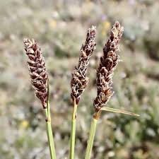 Image result for Schoenoxiphium