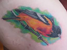 The baltimore oriole templates will look cool and classy when you decorate them on wall papers or use the templates to talk about the special blackbird common in eastern north america. Baltimore Oriole Tattoo Honorary Bird Picture Of My Awesom Flickr