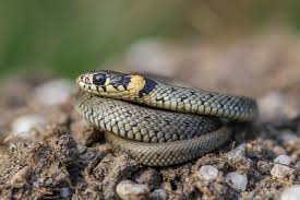 Generell gelten schlangen als extrem selten und stehen zudem unter naturschutz.foto: Ringelnatter Nachweise Gesucht Lbv Gemeinsam Bayerns Natur Schutzen