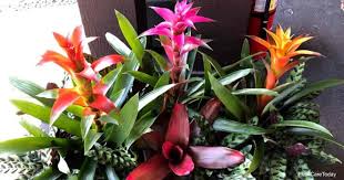 If you have cymbidium orchid mix, then you can use this for potting up your bromeliads too. Is The Bromeliad Plant Poisonous