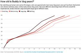 how old is my pet in dog years or cat years