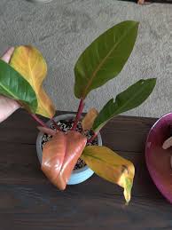 Maybe you would like to learn more about one of these? Philodendron Prince Of Orange Grow Care Tips Philodendron Plant