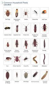 Maybe you would like to learn more about one of these? 9 Common Household Bugs Ideas Bugs Bugs And Insects Household Pests