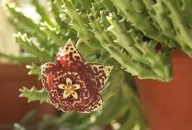 Image result for Orbea carnosa