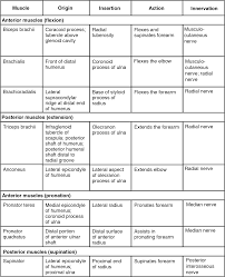 The term muscle is omitted from muscle names (except when a muscle is an origin or. 11 4 Identify The Skeletal Muscles And Give Their Origins Insertions Actions And Innervations Anatomy Physiology
