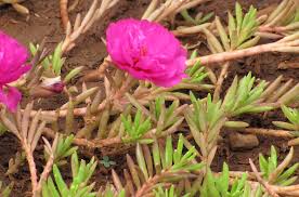 Image result for Portulacaceae