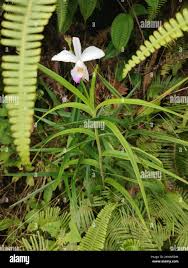 Image result for Thunbergia graminifolia
