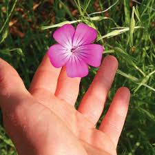 Image result for Agrostemma