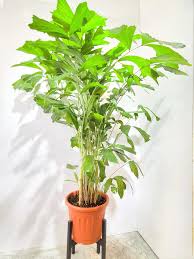 Image result for Caryota