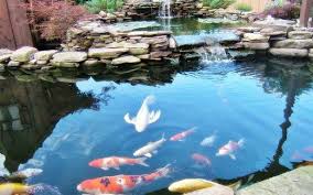 Kolam Ikan Penyeri Landskap Harian Metro Kolam Halaman Belakang Kolam Ikan Koi