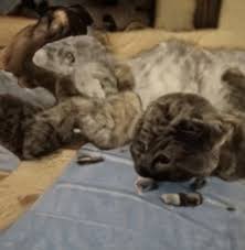This cat does not exist / phillip wang. These Cats Do Not Exist Extra Cursed Album On Imgur