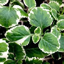 Image result for Plectranthus alboviolaceus