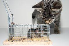 Top charlotte, nc pest control services of march 2021. 11 Pest Control Tips Ideas Pest Control Pests Natural Pest Control