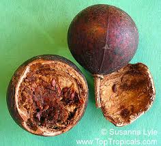 Image result for Oncoba