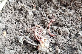 Check spelling or type a new query. How To Nourish Your Soil Using The Recycling Power Of Worm Composting 5 Steps To Set Up Your Worm Farm Flowful