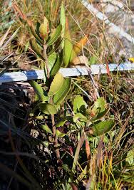 Image result for Myricaceae