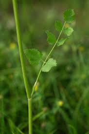 Image result for Pimpinella robynsii