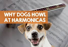 Maybe you would like to learn more about one of these? Why Do Dogs Howl At Harmonicas Does It Hurt Their Ears