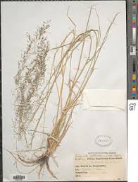 Image result for Eragrostis cylindriflora