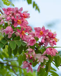 Image result for Cassia agnes