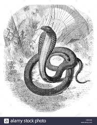 Spectacled Indian Cobra Naja Naja Haja Snake Charmer Serpent
