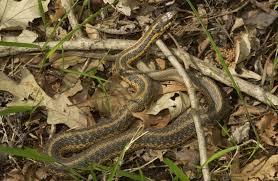 The shorthead garter snake, at 14 to 18 inches, averages a bit smaller in size than the eastern garter snake and is not as widely distributed. Eastern Gartersnake Missouri Department Of Conservation