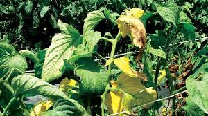 Image result for tomato seedling fusarium wilt