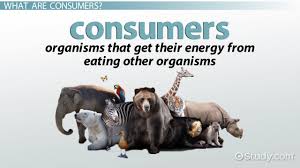 They are also called herbivores. Ecology Consumer Definition Explanation Video Lesson Transcript Study Com