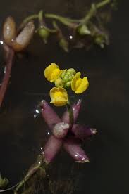 Image result for Utricularia stellaris