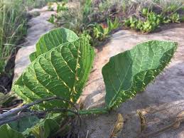 Image result for Erythrina zeyheri