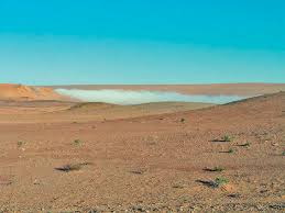 Image result for Chascanum schlechteri