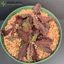 Image result for Euphorbia davyi